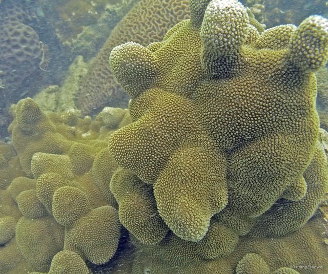 Porites deformis•&copy; Huang Danwei•All Rights Reserved