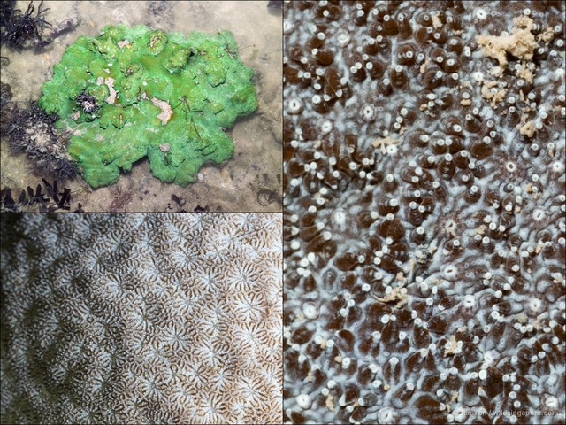Psammocora sp. "40870367"•&copy; Ria Tan•All Rights Reserved