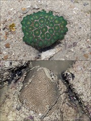 Pseudosiderastrea tayamai•&copy; Ria Tan•All Rights Reserved