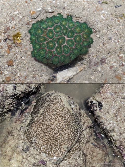 Pseudosiderastrea tayamai•&copy; Ria Tan•All Rights Reserved