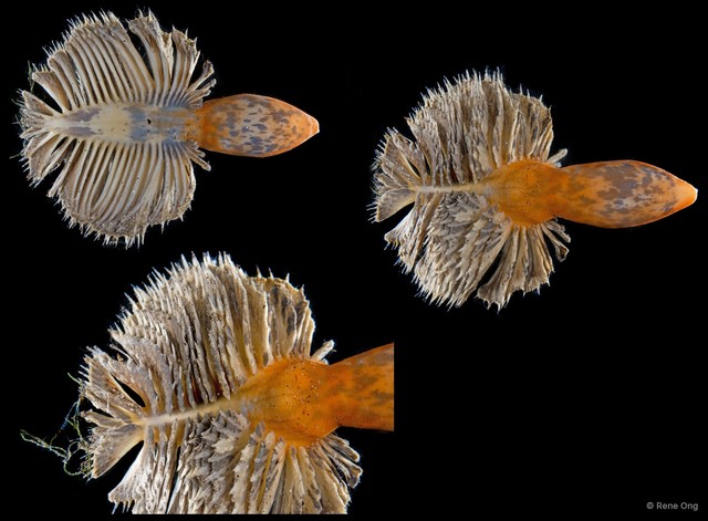 Pennatuloidea sp. "Sea pen 1"•&copy; Rene Ong•All Rights Reserved