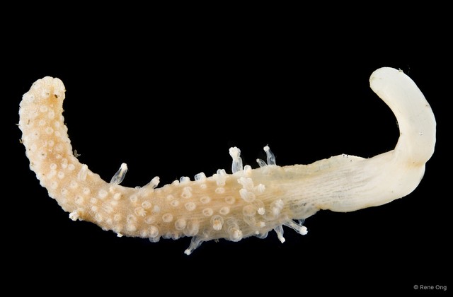 Pennatuloidea sp. "Sea pen 10"•&copy; Rene Ong•All Rights Reserved