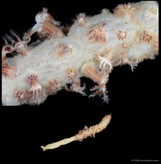 Pennatuloidea sp. "Sea pen 11"•&copy; CMBS photography team•All Rights Reserved