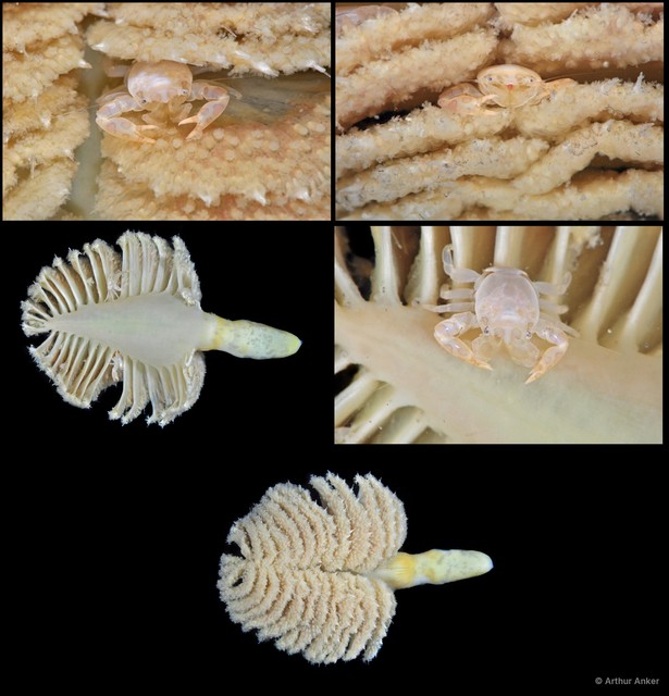 Pennatuloidea sp. "Sea pen 12"•&copy; Arthur Anker•All Rights Reserved