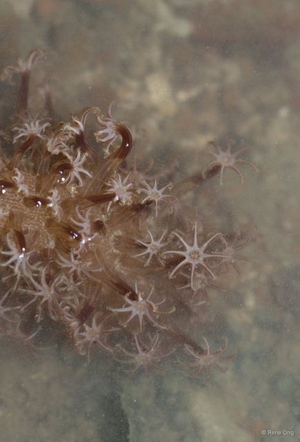 Pennatuloidea sp. "Sea pen 13"•&copy; Rene Ong•All Rights Reserved