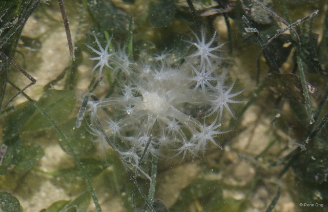 Pennatuloidea sp. "Sea pen 14"•&copy; Rene Ong•All Rights Reserved