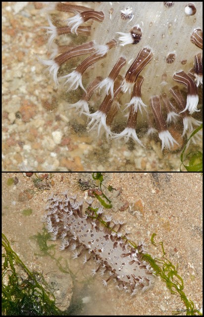 Pennatuloidea sp. "Sea pen 15"•&copy; Rene Ong•All Rights Reserved