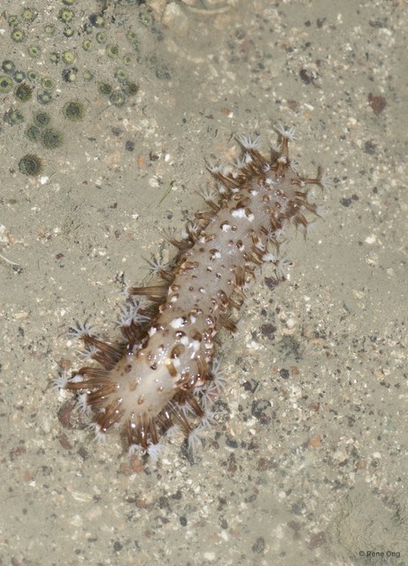 Pennatuloidea sp. "Sea pen 16"•&copy; Rene Ong•All Rights Reserved