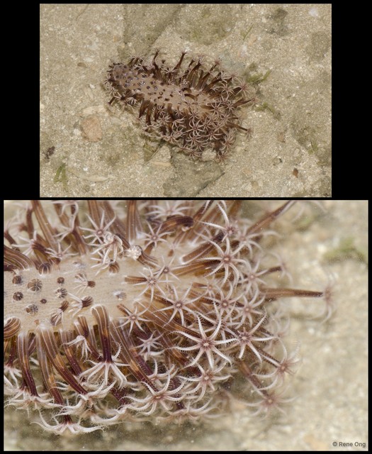 Pennatuloidea sp. "Sea pen 17"•&copy; Rene Ong•All Rights Reserved