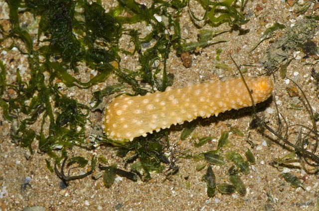 Pennatuloidea sp. "Sea pen 18"•&copy; Rene Ong•All Rights Reserved