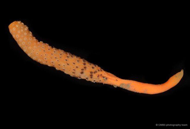Pennatuloidea sp. "Sea pen 2"•&copy; CMBS photography team•All Rights Reserved