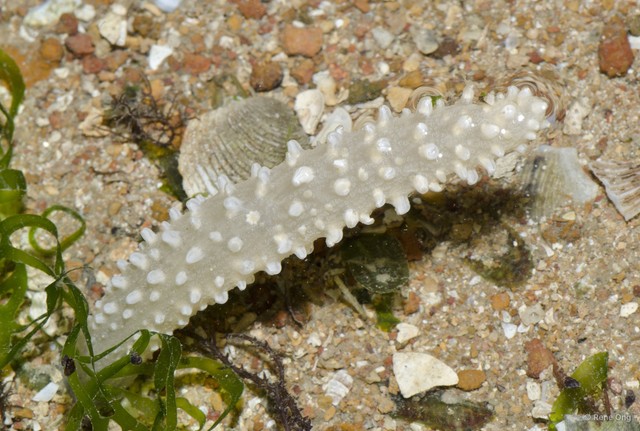 Pennatuloidea sp. "Sea pen 20"•&copy; Rene Ong•All Rights Reserved