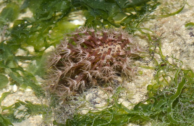 Pennatuloidea sp. "Sea pen 21"•&copy; Rene Ong•All Rights Reserved