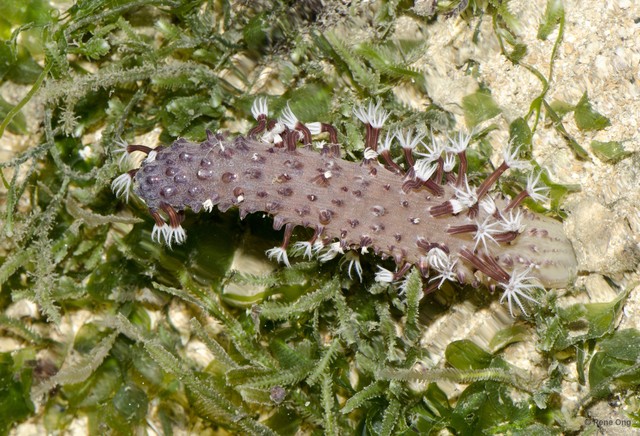 Pennatuloidea sp. "Sea pen 24"•&copy; Rene Ong•All Rights Reserved