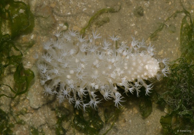 Pennatuloidea sp. "Sea pen 25"•&copy; Rene Ong•All Rights Reserved