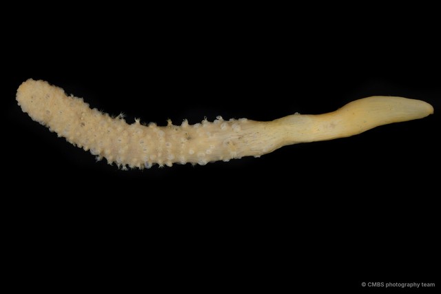Pennatuloidea sp. "Sea pen 3"•&copy; CMBS photography team•All Rights Reserved