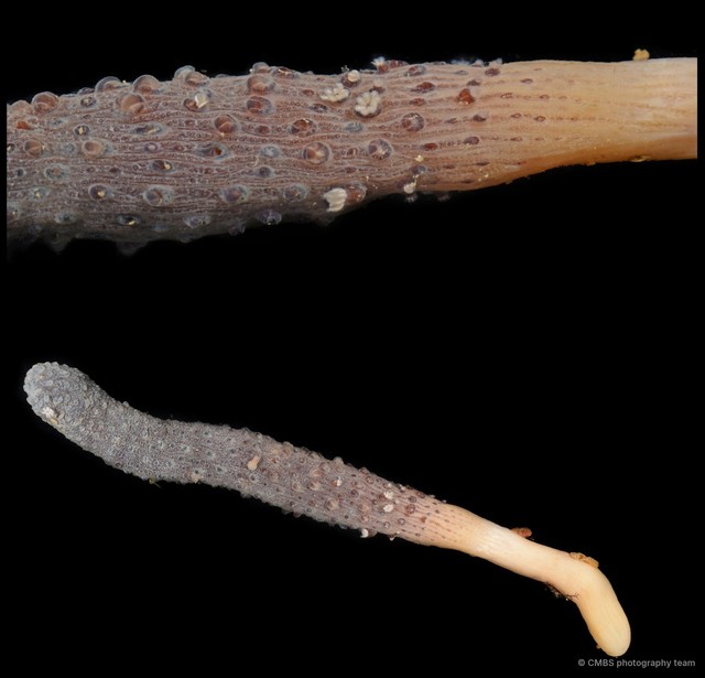 Pennatuloidea sp. "Sea pen 4"•&copy; CMBS photography team•All Rights Reserved