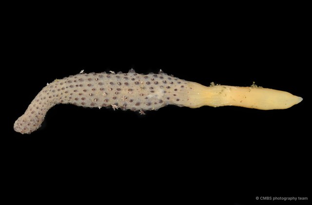 Pennatuloidea sp. "Sea pen 5"•&copy; CMBS photography team•All Rights Reserved