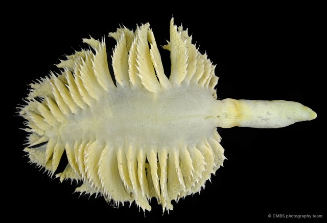 Pennatuloidea sp. "Sea pen 6"•&copy; CMBS photography team•All Rights Reserved