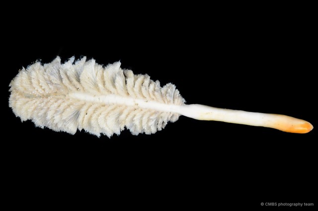 Pennatuloidea sp. "Sea pen 7"•&copy; CMBS photography team•All Rights Reserved