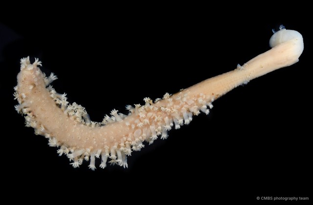 Pennatuloidea sp. "Sea pen 8"•&copy; CMBS photography team•All Rights Reserved