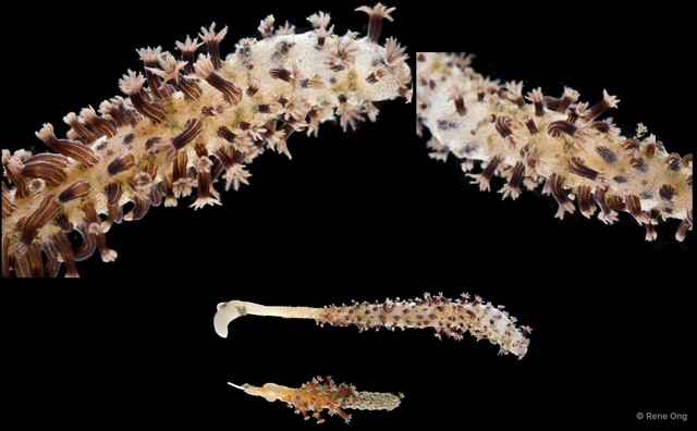 Pennatuloidea sp. "Sea pen 9"•&copy; Rene Ong•All Rights Reserved