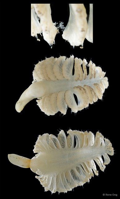 Pennatuloidea sp. "Sea pen SEA-5064"•&copy; Rene Ong•All Rights Reserved