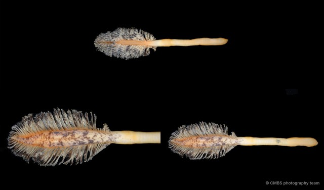 Pennatuloidea sp. "Sea pen SS-0047"•&copy; CMBS photography team•All Rights Reserved