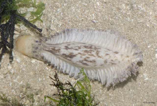 Pennatuloidea sp. "Spiky sea pen 2"•&copy; Rene Ong•All Rights Reserved