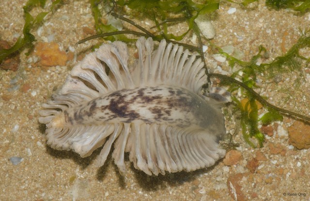 Pennatuloidea sp. "Spiky sea pen 3"•&copy; Rene Ong•All Rights Reserved