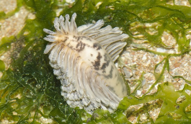 Pennatuloidea sp. "Spiky sea pen 4"•&copy; Rene Ong•All Rights Reserved