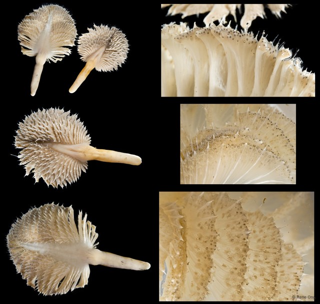 Pennatulidae sp. "Spiky sea pen 2"•&copy; Rene Ong•All Rights Reserved