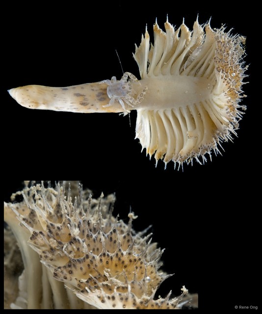 Pennatulidae sp. "Spiky sea pen 3"•&copy; Rene Ong•All Rights Reserved