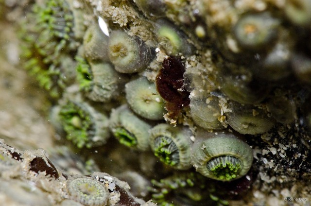 Zoantharia sp. "63ac3074"•&copy; Rene Ong•All Rights Reserved