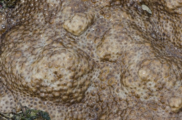 Zoantharia sp. "a7ee526f"•&copy; Rene Ong•All Rights Reserved