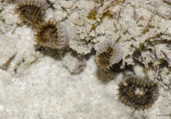 Zoantharia sp. "a7ee5275"