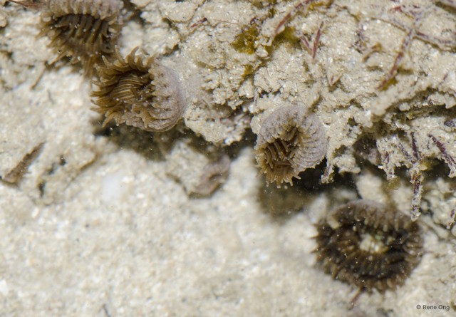 Zoantharia sp. "a7ee5275"•&copy; Rene Ong•All Rights Reserved