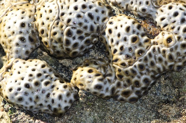 Zoantharia sp. "a7ee5278"•&copy; Rene Ong•All Rights Reserved
