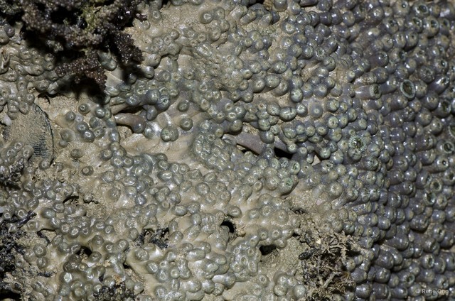 Zoantharia sp. "a7ee527b"•&copy; Rene Ong•All Rights Reserved