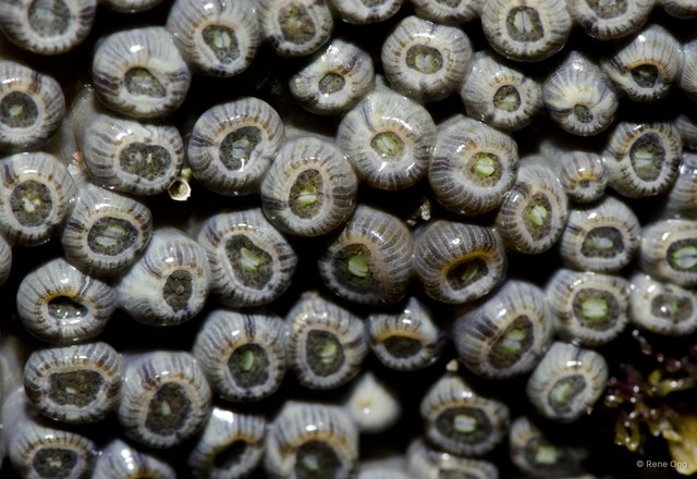 Zoantharia sp. "a7ee527e"•&copy; Rene Ong•All Rights Reserved