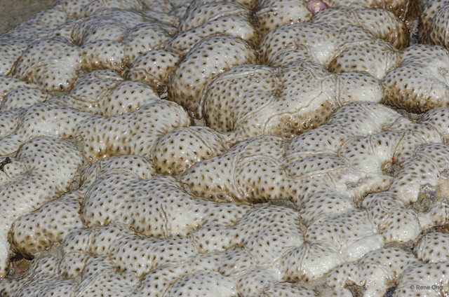 Zoantharia sp. "a7ee5281"•&copy; Rene Ong•All Rights Reserved