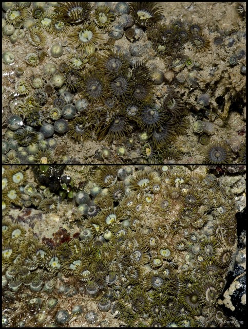 Zoantharia sp. "a7ee5284"•&copy; Rene Ong•All Rights Reserved