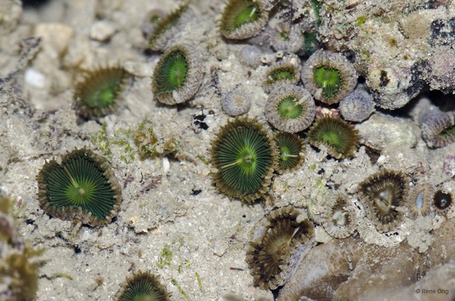 Zoantharia sp. "a7ee5287"•&copy; Rene Ong•All Rights Reserved