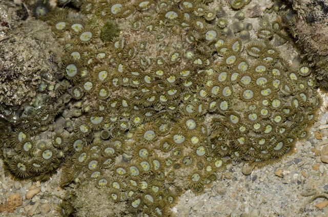 Zoantharia sp. "a7ee528a"•&copy; Rene Ong•All Rights Reserved