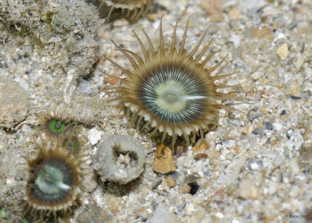 Zoantharia sp. "a7ee528d"•&copy; Rene Ong•All Rights Reserved