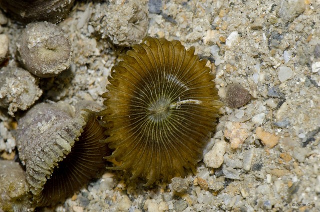 Zoantharia sp. "a7ee5290"•&copy; Rene Ong•All Rights Reserved