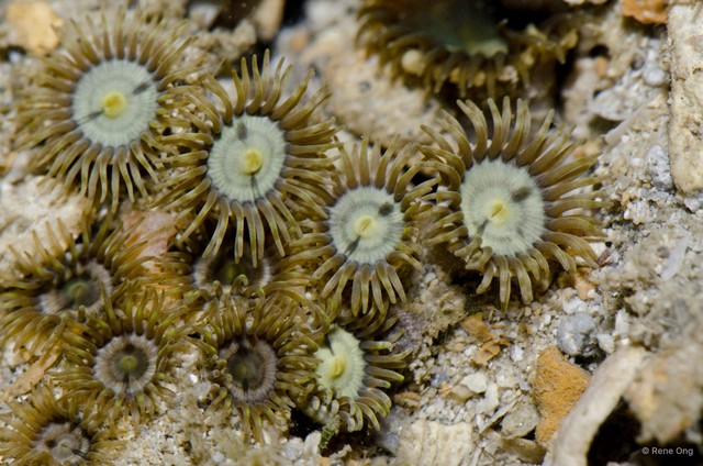 Zoantharia sp. "a7ee5293"•&copy; Rene Ong•All Rights Reserved