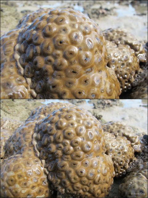 Zoantharia sp. "a7ee5299"•&copy; Rene Ong•All Rights Reserved