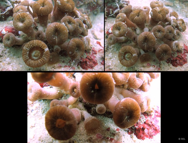 Zoantharia sp. "IP0314"•&copy; REL•All Rights Reserved