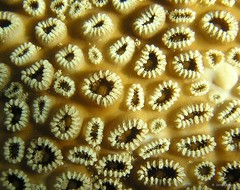 Palythoa tuberculosa•&copy; James Reimer•All Rights Reserved